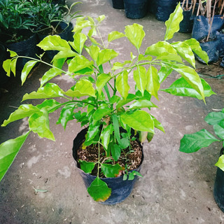 Cây Hạnh Phúc ( Mini ) - Cây cảnh mini để bàn