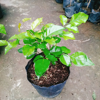 Cây Hạnh Phúc ( Mini ) - Cây cảnh mini để bàn