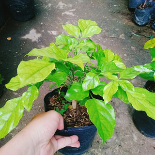 Cây Hạnh Phúc ( Mini ) - Cây cảnh mini để bàn