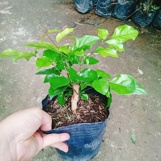 Cây Hạnh Phúc ( Mini ) - Cây cảnh mini để bàn