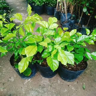 Cây Hạnh Phúc ( Mini ) - Cây cảnh mini để bàn