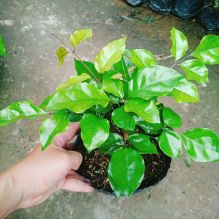 Cây Hạnh Phúc ( Mini ) - Cây cảnh mini để bàn