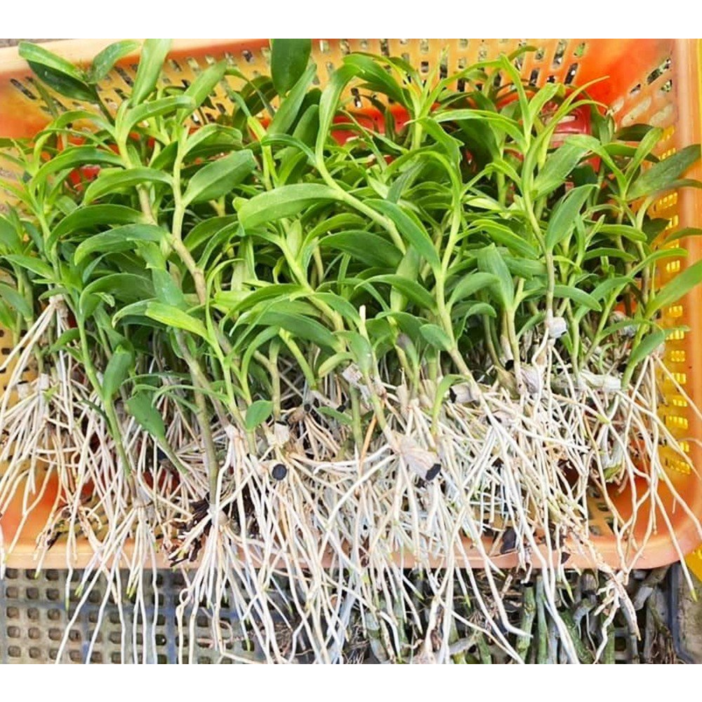 KÍCH RỄ ROOT KING CHUYÊN DÙNG CHIẾT, GIÂM, TƯỚI CÂY