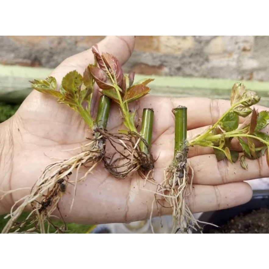 KÍCH RỄ ROOT KING CHUYÊN DÙNG CHIẾT, GIÂM, TƯỚI CÂY