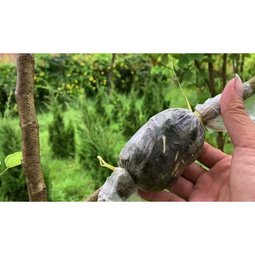 KÍCH RỄ ROOT KING CHUYÊN DÙNG CHIẾT, GIÂM, TƯỚI CÂY