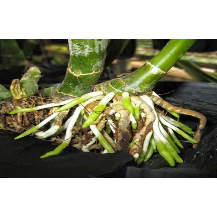KÍCH RỄ ROOT KING CHUYÊN DÙNG CHIẾT, GIÂM, TƯỚI CÂY