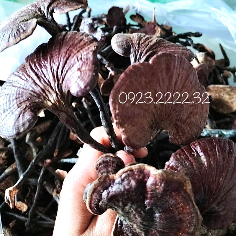 Nấm linh chi rừng tự nhiên 1 kg  GIÁ SỈ