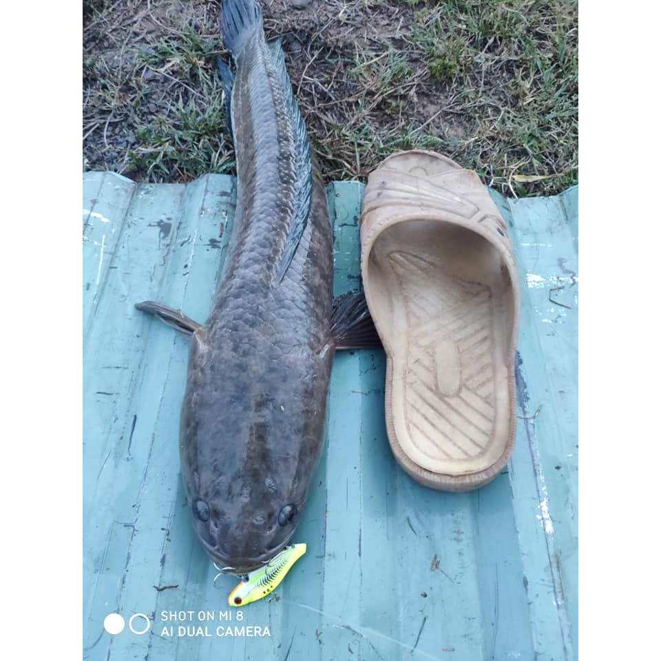 Cá sắt OROCHI câu lure cá lóc, nheo, chim, chẽm. Lưỡi BKK.