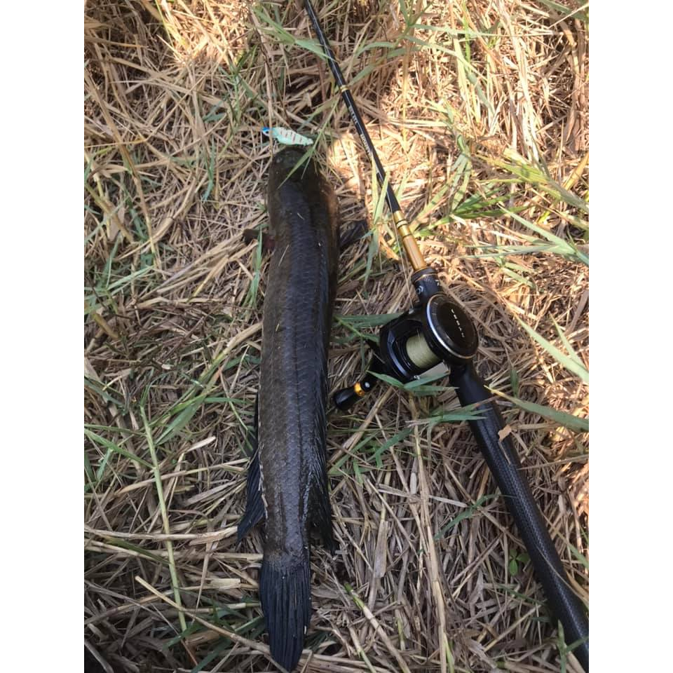 Cá sắt OROCHI câu lure cá lóc, nheo, chim, chẽm. Lưỡi BKK.