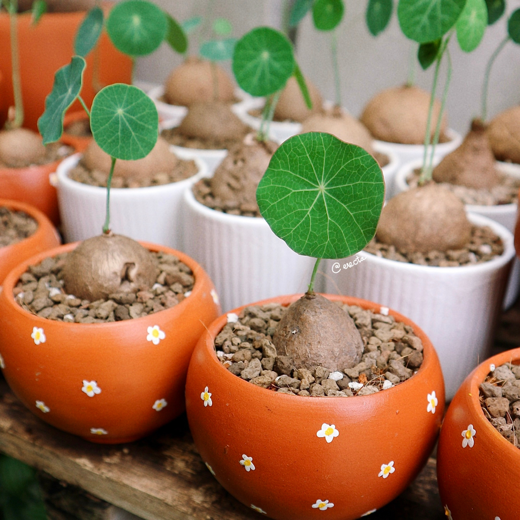 Chậu thủ công vẽ hoa/ chậu đất nung trồng củ bình vôi thái/ chậu trồng bình vôi trang trí