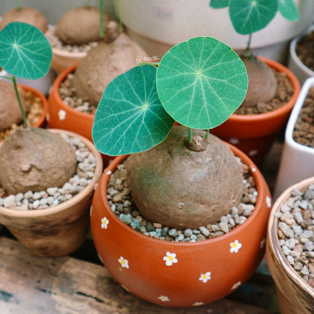 Chậu thủ công vẽ hoa/ chậu đất nung trồng củ bình vôi thái/ chậu trồng bình vôi trang trí