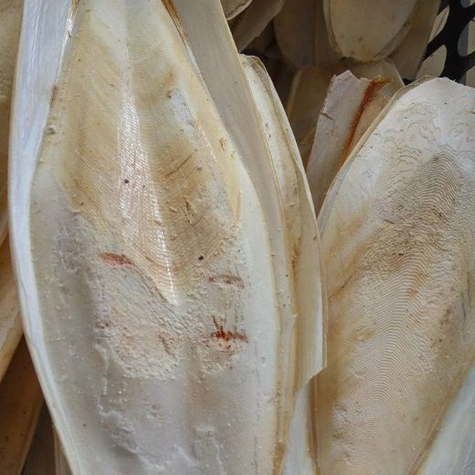 Mai mực  khô 500g