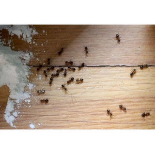 Bột phấn kiến Vipesco ( chế phẩm diệt trừ kiến và gián tận gốc) 50g