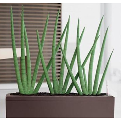 Combo 2 cây ngà voi