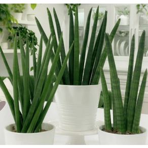 Combo 2 cây ngà voi