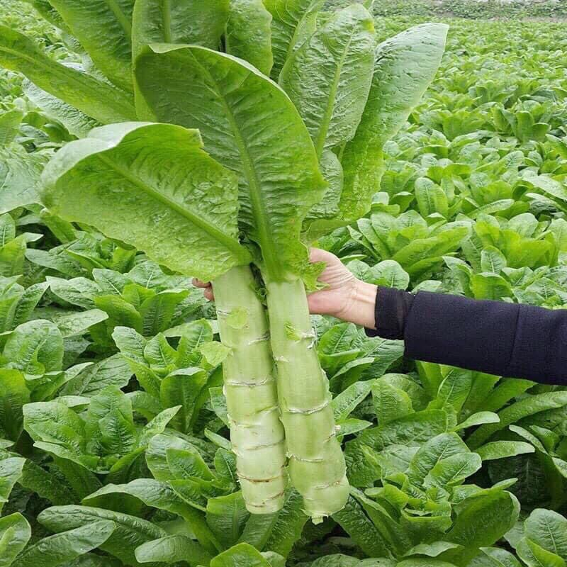 Hạt giống rau diếp thơm xanh (Có thể ăn sống) - Tỷ lệ nãy mầm 90%