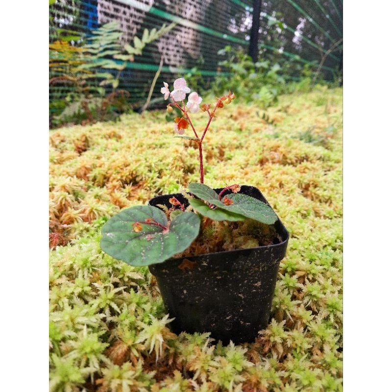 Cây Begonia