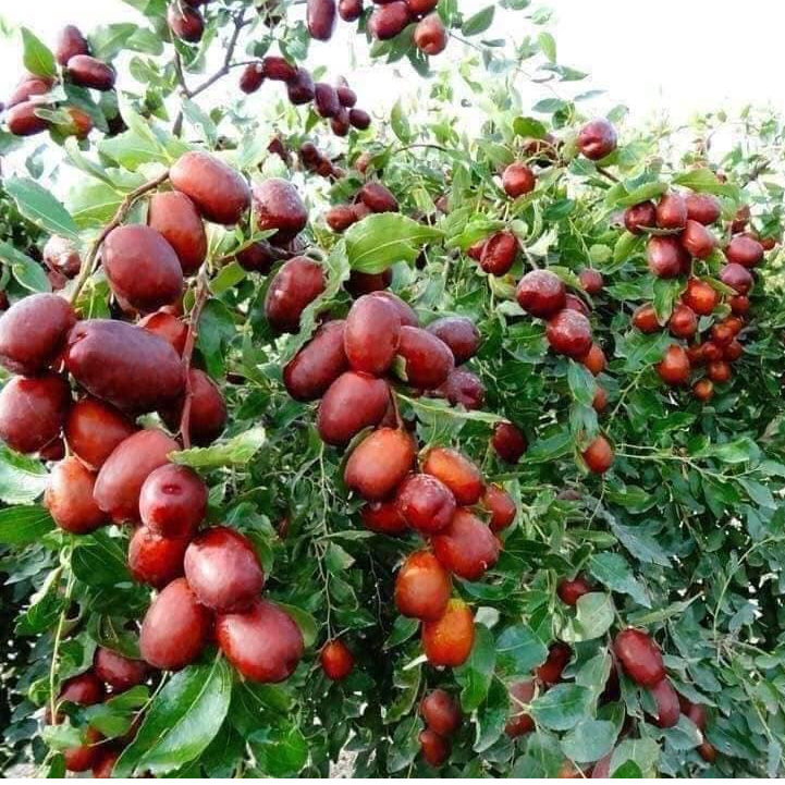 Táo Đỏ Tân Cương Táo Tàu 100g