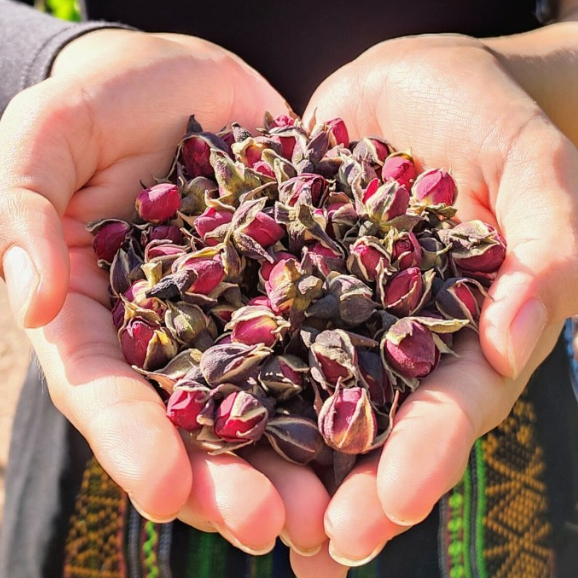 Trà Hoa Hồng Tây Tạng 100gr Sấy Khô Mộc Quê Nguyên Nụ Thơm Đẹp Da, Chống lão hóa