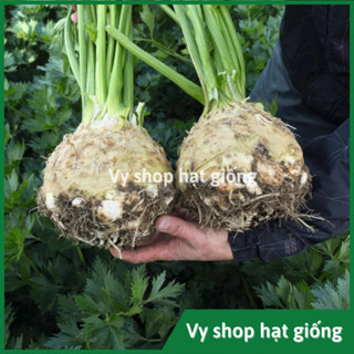  Hạt giống củ cần tây - Celeriac nguyên gói 1000 hạt 