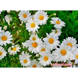 100 HẠT GIỐNG HOA CÚC HOẠ MI TRẮNG