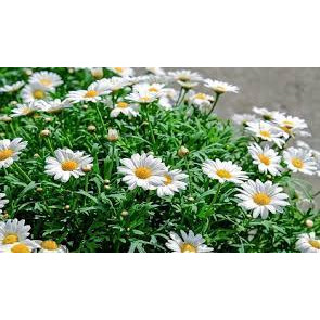 100 HẠT GIỐNG HOA CÚC HOẠ MI TRẮNG