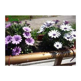GIỐNG CÚC CHÂU PHI MIX MÀU ( gói 50 hạt)