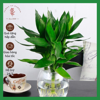 Cây phát tài phát lộc búp sen combo 3 cành trồng thủy sinh để bàn, quà tặng khai trương, tân gia