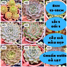 Sen đá size tô 13-18cm
