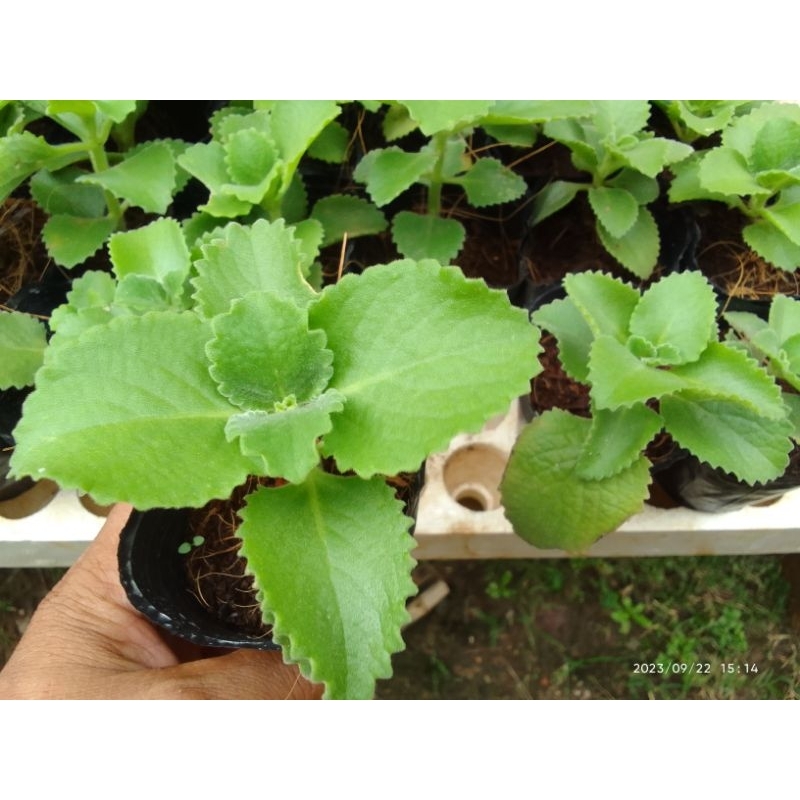 1 bầu cây húng chanh tần dày lá dương tử tô