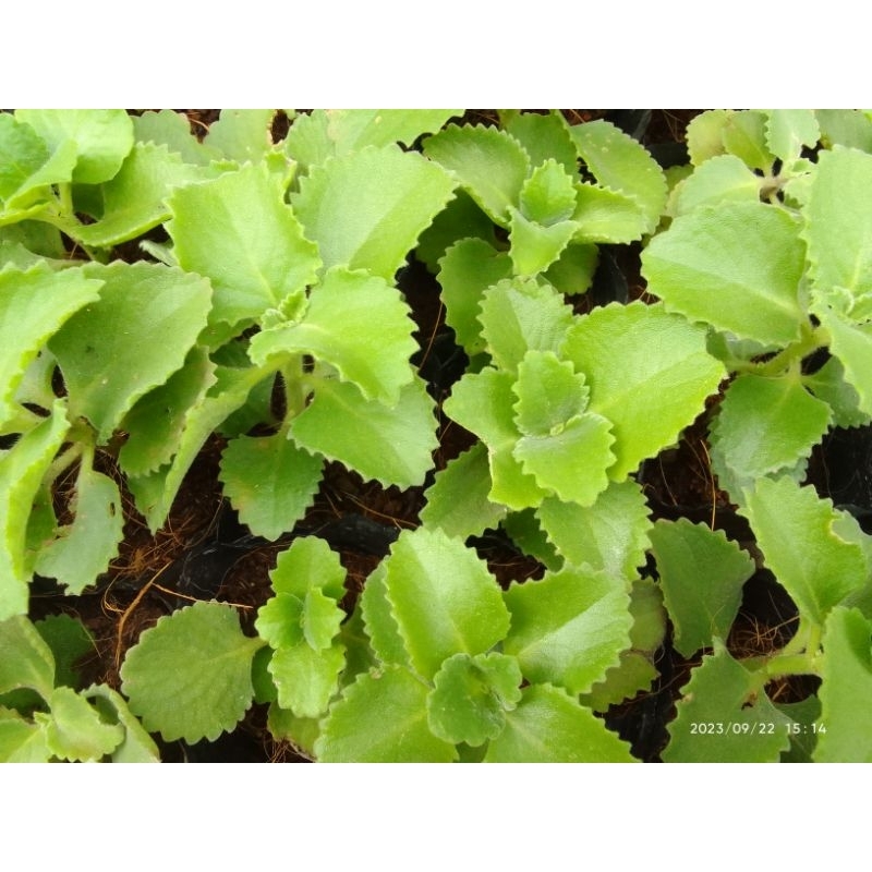 1 bầu cây húng chanh tần dày lá dương tử tô
