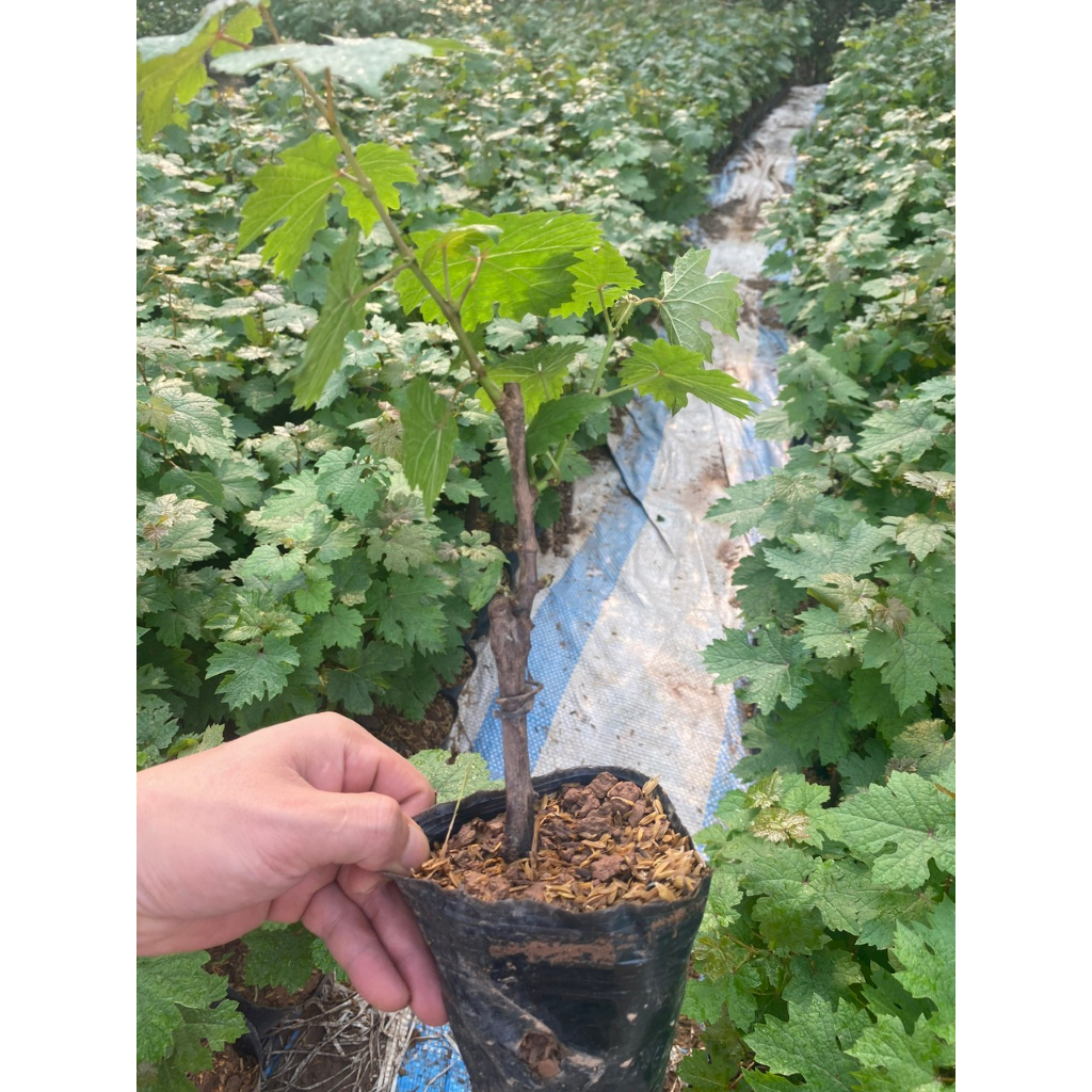 Cây giống nho ngón tay, giống cây ăn quả nhập ngoại, cây giống cao 30cm, giống khỏe đã được thuần chùng dễ trồng
