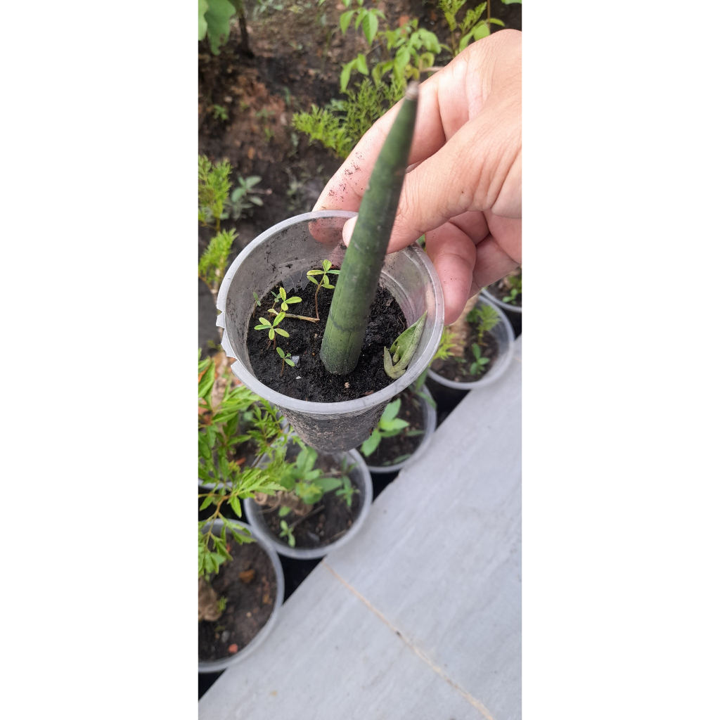 Combo 2 cây ngà voi