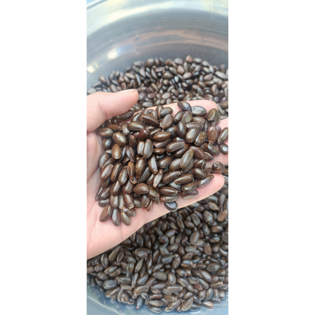 1kg hạt giống mãng cầu ta, na dai