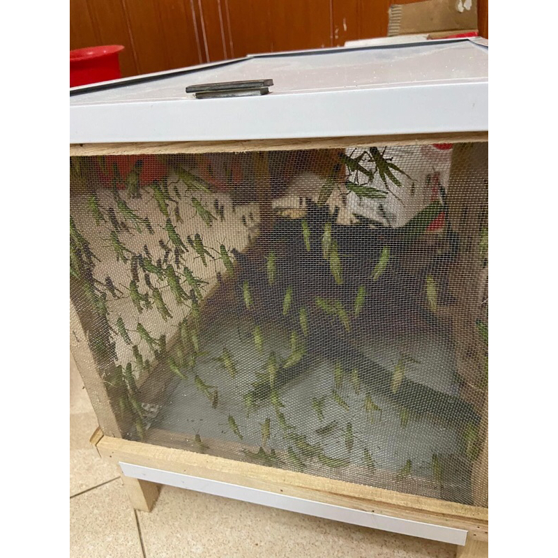 Lồng nuôi Cào cào,dế sinh sản lưới inox 304 100% giá tốt nhất