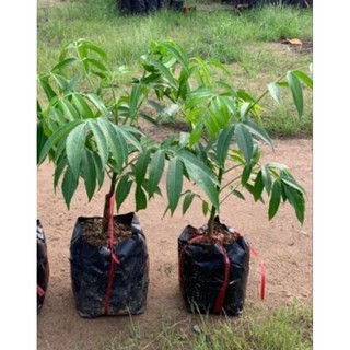 Trái Cóc Thái / Cây Giống Cóc Thái
