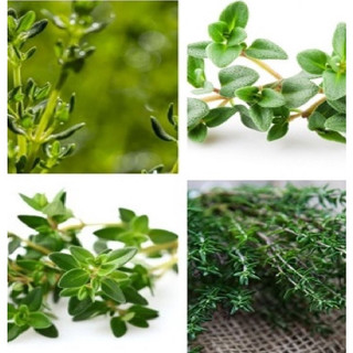 Hạt giống cỏ xạ hương - gói 100 hạt