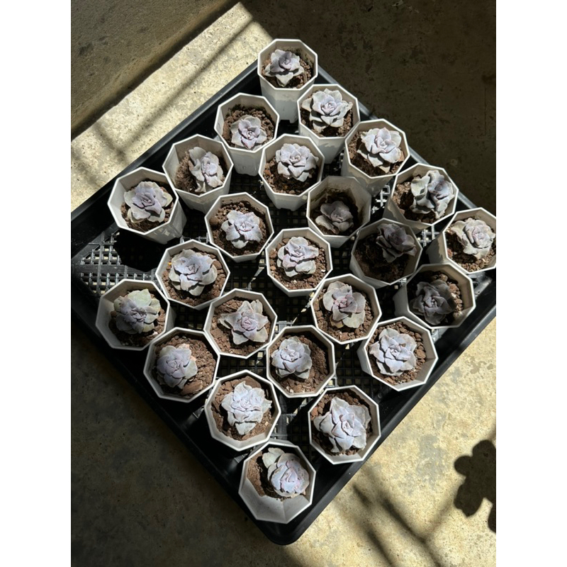 Sen đá Beauty sz mini