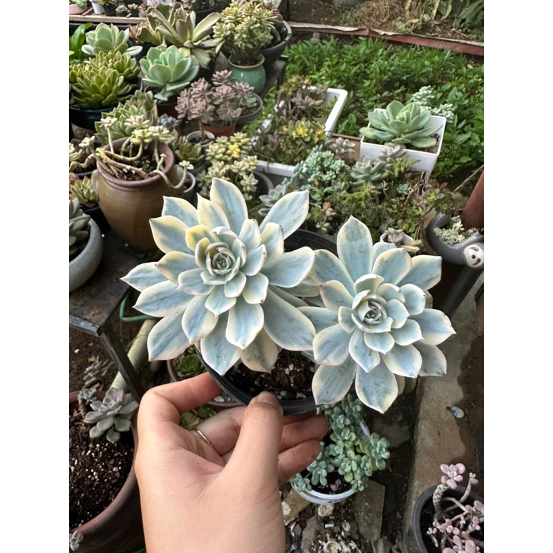 Sen đá hồng phấn var