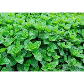 100 hạt giống húng bạc hà húng lủi - cây gia vị