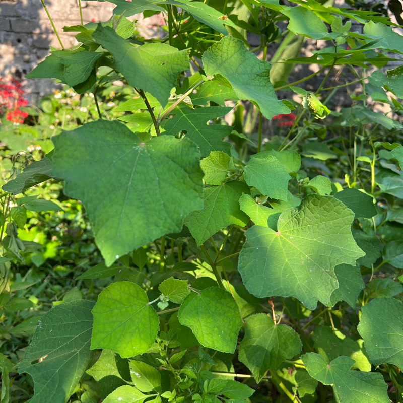 Cây ké hoa đào khô