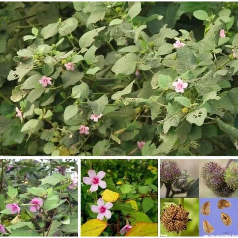 Cây ké hoa đào khô