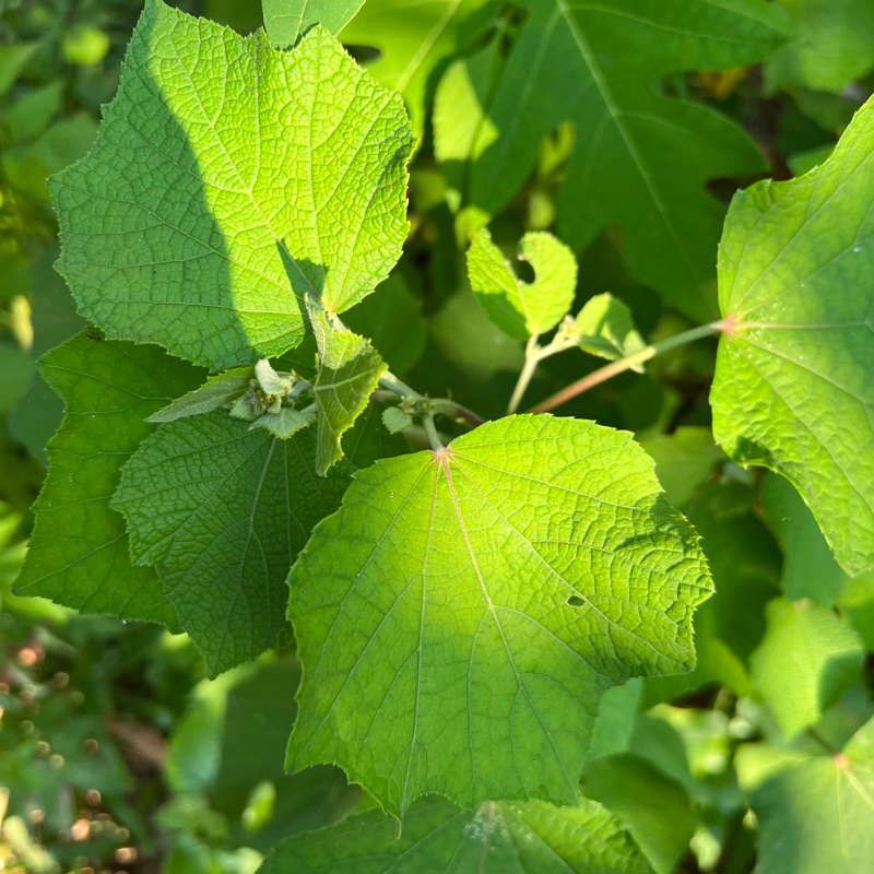 Cây ké hoa đào khô