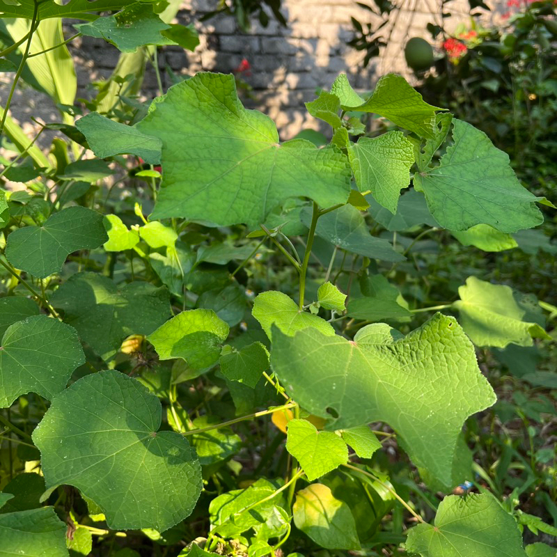 Cây ké hoa đào khô