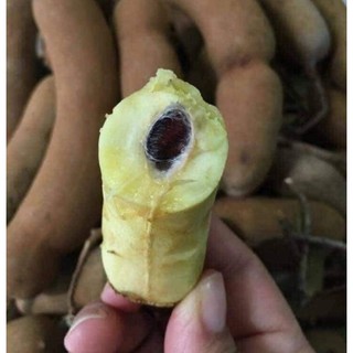1 cây giống me thái lùn ngọt