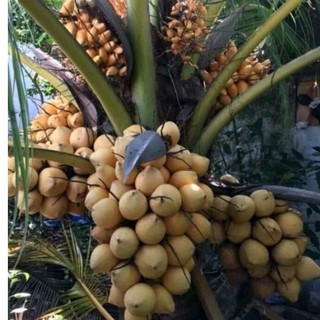 1 cây giống dừa vàng tam quan cao 50cm trên