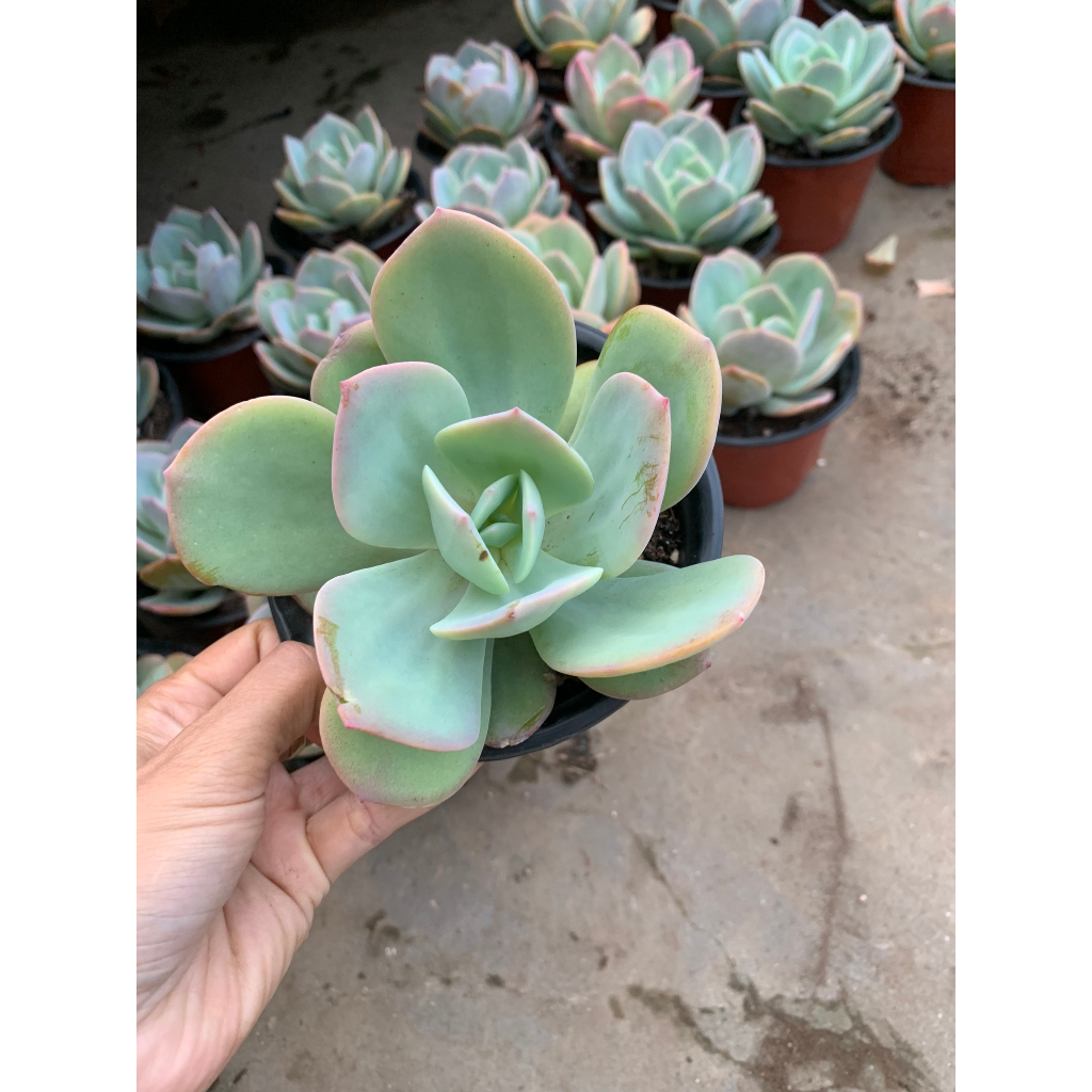 Sen đá bèo nhật