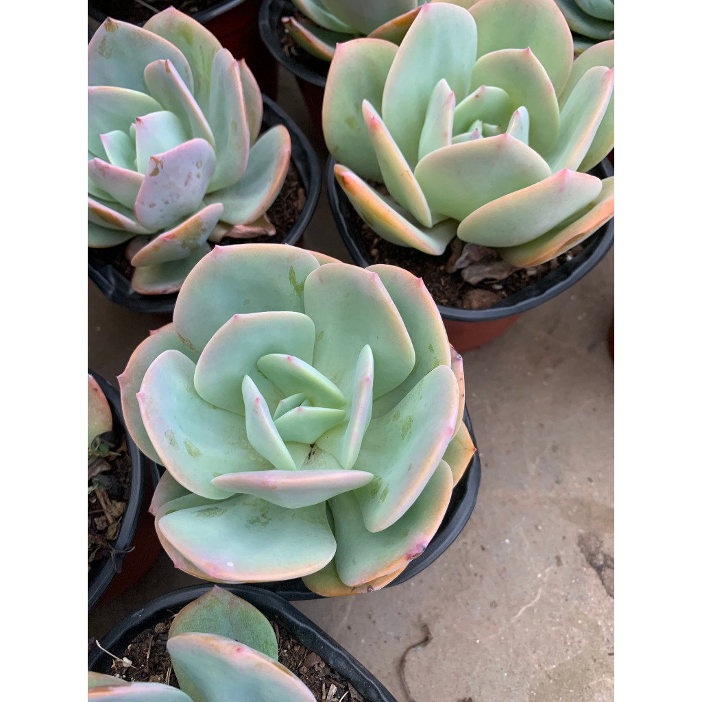 Sen đá bèo nhật