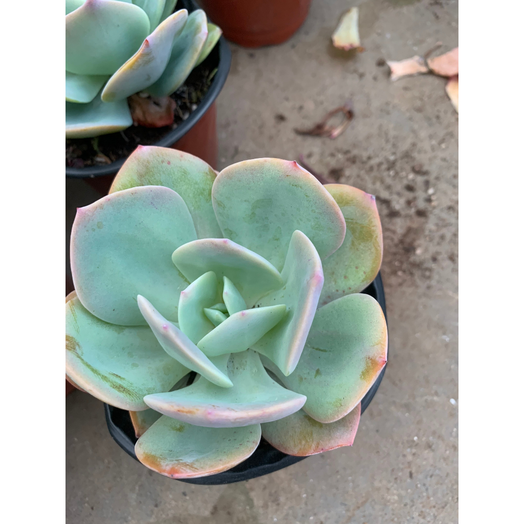 Sen đá bèo nhật