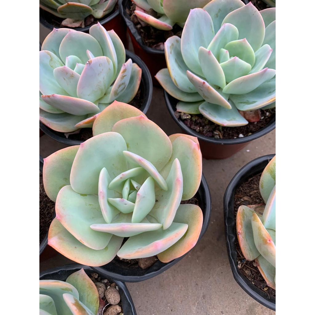 Sen đá bèo nhật